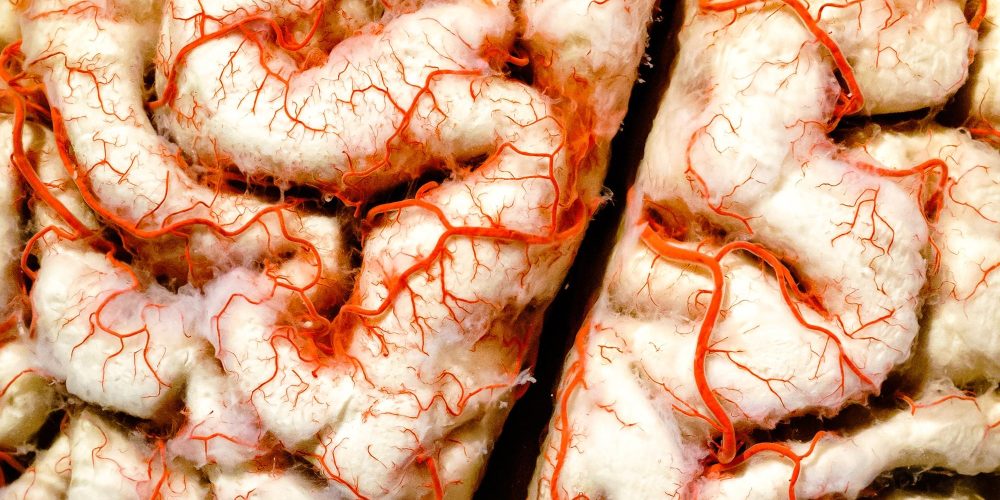 Human brain closeup
